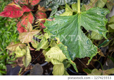 Torn or chewed leaves on plants, often resembling skeletonized foliage or ragged edges, are a common sign of insect pests. 127423553