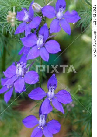 Chidorisou 127423622