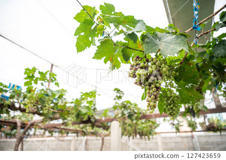 Unripe grapes on a vine in the garden. 127423659