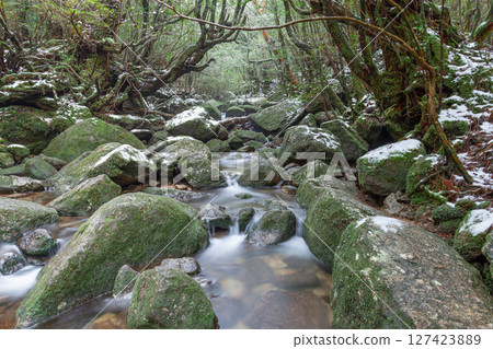 屋久島國立公園白谷雲水峽(冬季) 屋久島國立公園白谷雲水峽(冬季) 127423889