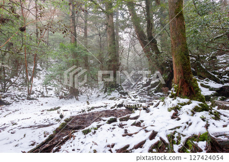 屋久島國立公園白谷雲水峽寒林（冬季） 127424054