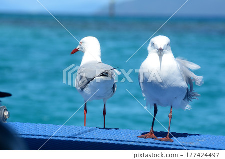 A pair of seagulls resting on a boat A pair of seagulls resting on a boat 127424497
