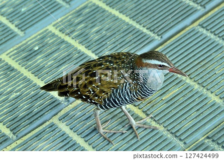 Island with the Southern Rail Island with the Southern Rail 127424499