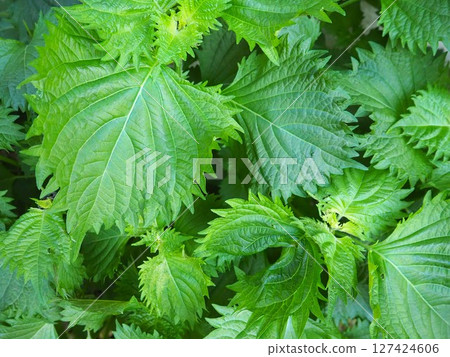 新鮮茂盛的紫蘇葉 3 127424606