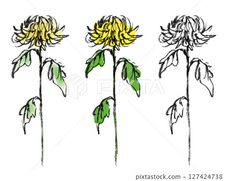 Chrysanthemum flower 4 (yellow) 127424738