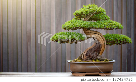 green binsai in a pot 127424755