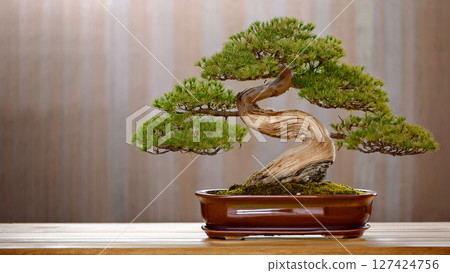 bonsai in clay pot bonsai in clay pot 127424756