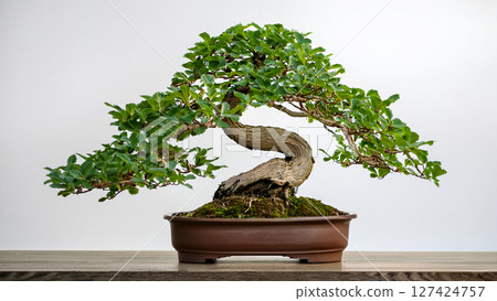 green cactus in pot on wooden floor 127424757