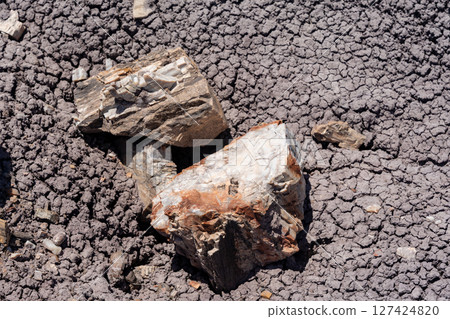 Petrified wood logs on desert ground in Petrified Forest National Park Arizona 127424820
