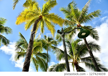 發光在藍天的棕櫚樹 127424839