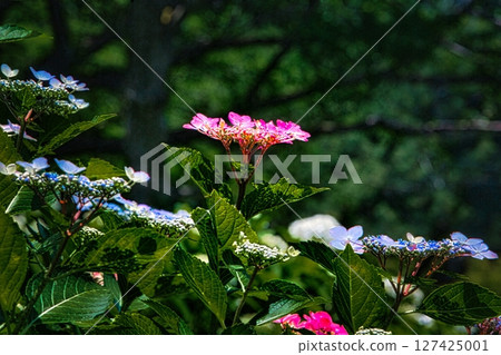 6月，雨季的晴天裡，公園裡盛開著色彩繽紛的繡球花。 127425001