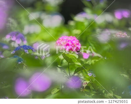 6月,雨季的晴天裡,公園裡盛開著色彩繽紛的繡球花。 6月,雨季的晴天裡,公園裡盛開著色彩繽紛的繡球花。 127425031