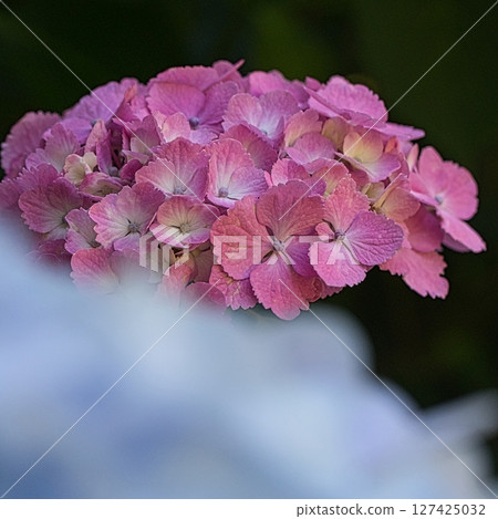 6月，雨季的晴天裡，公園裡盛開著色彩繽紛的繡球花。 127425032
