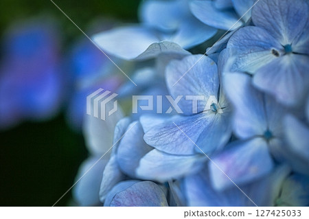 In June, colorful hydrangeas bloom in the park on sunny days during the rainy season. In June, colorful hydrangeas bloom in the park on sunny days during the rainy season. 127425033