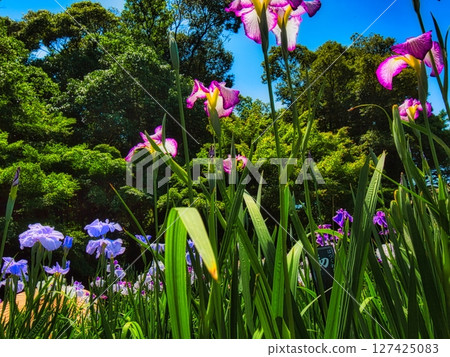 In June, colorful irises and water lilies bloom in the park on sunny days during the rainy season. In June, colorful irises and water lilies bloom in the park on sunny days during the rainy season. 127425083