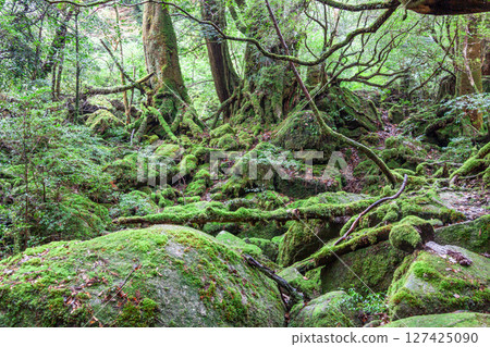 Yakushima National Park Shiratani Unsuikyo Gorge: Japan's most beautiful moss forest (winter) 127425090