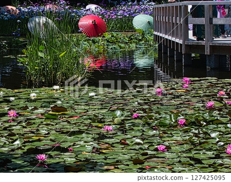 In June, colorful irises and water lilies bloom in the park on sunny days during the rainy season. 127425095