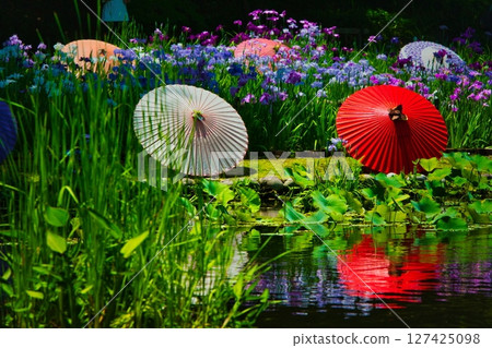 6月，雨季的晴天，公園裡盛開著色彩繽紛的鳶尾花和睡蓮。 127425098