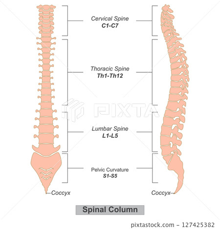 Spinal column also known as the spine or backbone. 127425382