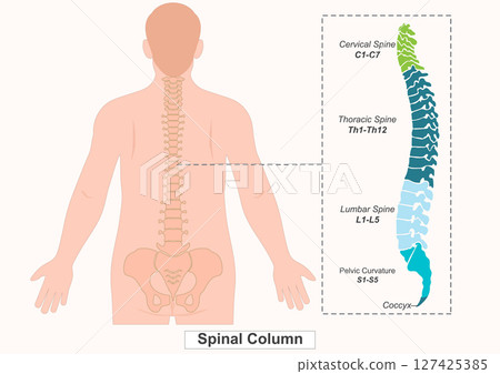The vertebral column also known as the backbone. The vertebral column also known as the backbone. 127425385