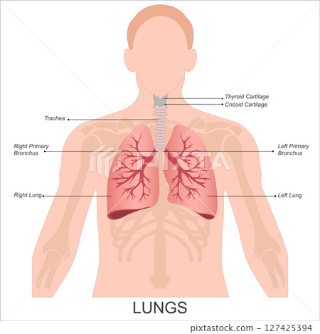 Human lungs anatomy isolated on background. 127425394