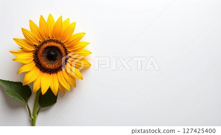 《AI Image》White background and sunflowers 《AI Image》White background and sunflowers 127425400