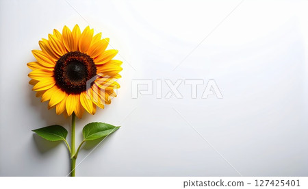 《AI Image》White background and sunflowers 《AI Image》White background and sunflowers 127425401