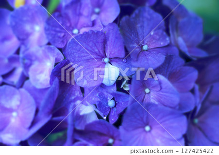 藍色繡球花 藍色繡球花 127425422