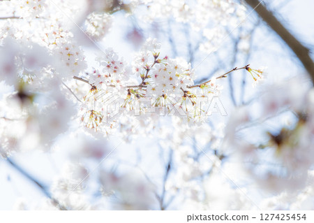 蓬鬆的櫻花 蓬鬆的櫻花 127425454