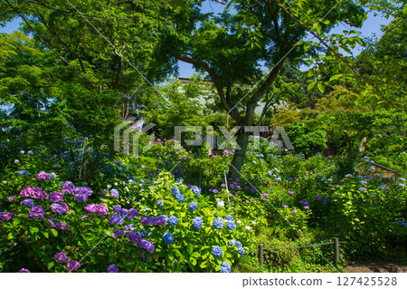 Hydrangea in front of the main hall of Hondoji Temple 127425528