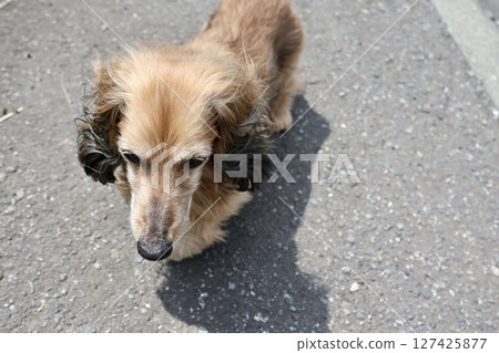 A senior miniature dachshund walking off-leash in the grounds of a home A senior miniature dachshund walking off-leash in the grounds of a home 127425877