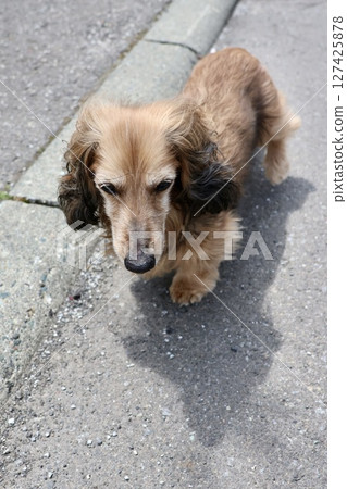 A senior miniature dachshund walking off-leash in the grounds of a home 127425878