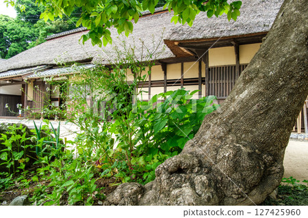 茅草屋頂和新鮮的綠色 茅草屋頂和新鮮的綠色 127425960