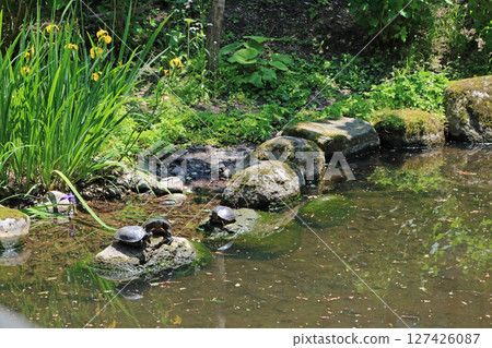 Turtle to sunbathe Turtle to sunbathe 127426087