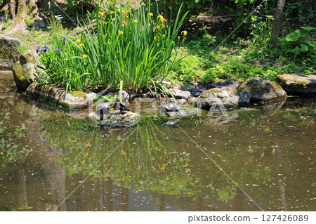 Turtle to sunbathe Turtle to sunbathe 127426089