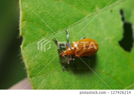 The Chinese invasive kudzu leaf beetle, which is rapidly increasing in number in Japan, eats kudzu plants (macro photography of insects in the natural environment) 127426214