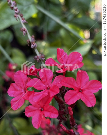 Purple dandelion plant with red flowers in full bloom Purple dandelion plant with red flowers in full bloom 127426230