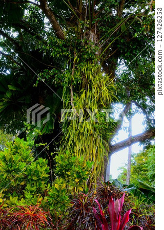 澳洲蕨類植物 澳洲蕨類植物 127426258