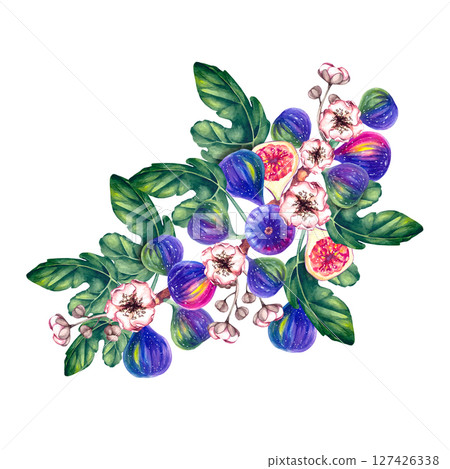 Fig watercolor botanical illustration isolated Fig watercolor botanical illustration isolated 127426338