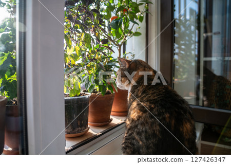 Thoughtful calico domestic cat sitting on window around houseplants, looking curiously out window. Thoughtful calico domestic cat sitting on window around houseplants, looking curiously out window. 127426347
