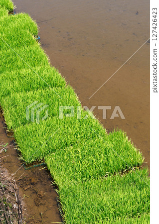 幼苗 水田 水稻 127426423