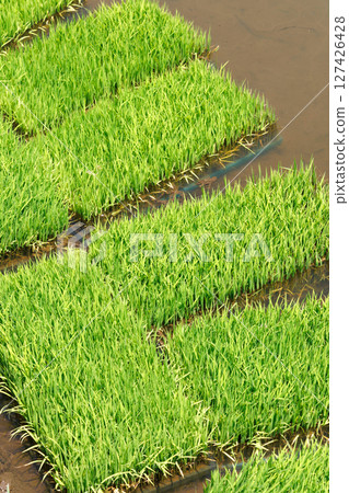 Seedlings Paddy field Rice Seedlings Paddy field Rice 127426428