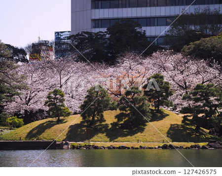 Cherry blossoms in full bloom at Kyu-Shiba Rikyu Gardens 127426575