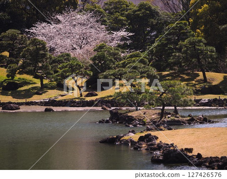 舊芝離宮恩賜庭園的櫻花盛開 舊芝離宮恩賜庭園的櫻花盛開 127426576