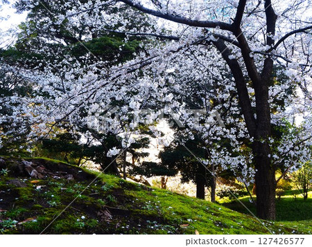 舊芝離宮恩賜庭園的櫻花盛開 127426577
