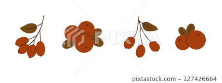 Hand drawn autumn berries in warm red and brown colors. Minimalist seasonal elements isolated on white background. Vector illustration 127426664