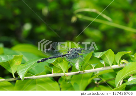 An adult Yamasana Etombo dragonfly (male, insect macro photography in natural environment) on a high branch in the bright spring sunshine An adult Yamasana Etombo dragonfly (male, insect macro photography in natural environment) on a high branch in the bright spring sunshine 127426706