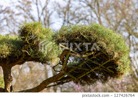 A beautifully artistic pruned tree displaying a unique and captivating shape of foliage 127426764