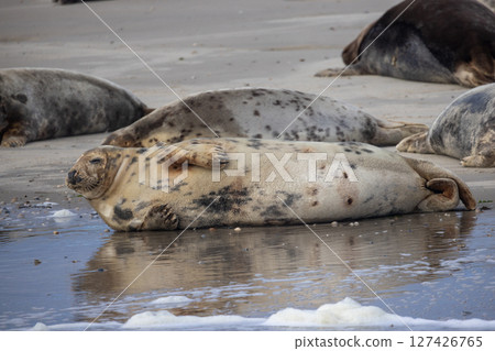 Serene Seals Enjoying a Relaxing Day Lazing on the Beautiful Shoreline by the OceanEierland, De 127426765