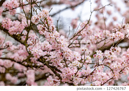 The Beautiful Blooming Cherry Blossom Branches in Spring Create Enchanting Scenery 127426767